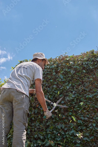 Obraz Man pruning a green wall