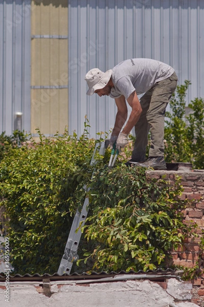 Obraz Man pruning a green wall