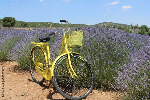 Fototapeta Lavander, garden,
landscape