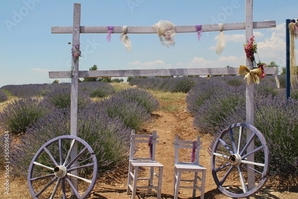 Fototapeta Lavander, garden,
landscape