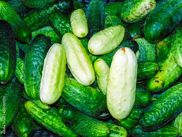 Obraz Summer season: harvest of cucumbers. Vegetables from the garden.