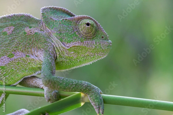 Fototapeta chameleon on a branch