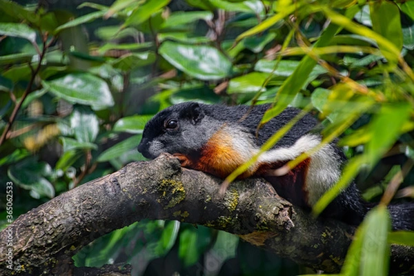 Fototapeta A Prevost squirrel laying on a tree