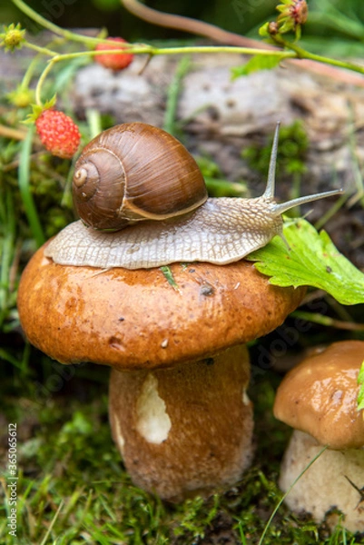 Fototapeta  A garden snail sits on a large wet mushroom, and another smaller mushroom grows nearby.