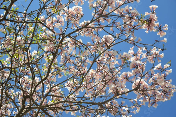Fototapeta Ippe Branca