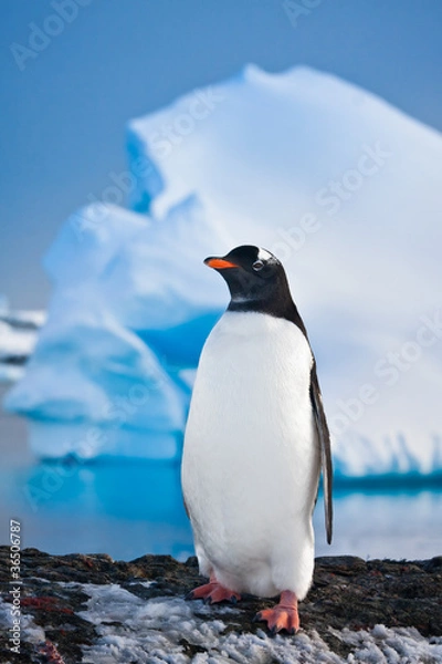 Fototapeta pingwin na skałach