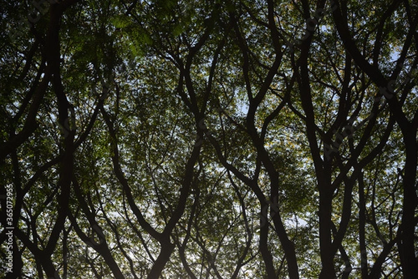 Fototapeta trees and sky