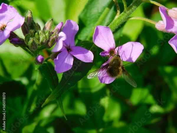 Obraz 
Buzzed - a fly from the Jurassic period pollinates flowers