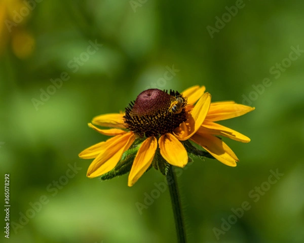 Obraz Flower and Bee