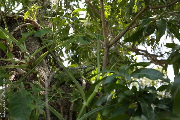 Fototapeta green iguana or lizard on a tree in green foliage in its habitat in the tropical forest or jungle.