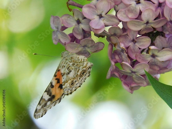 Obraz 
Macro: butterfly sits on a bush of blooming lilacs