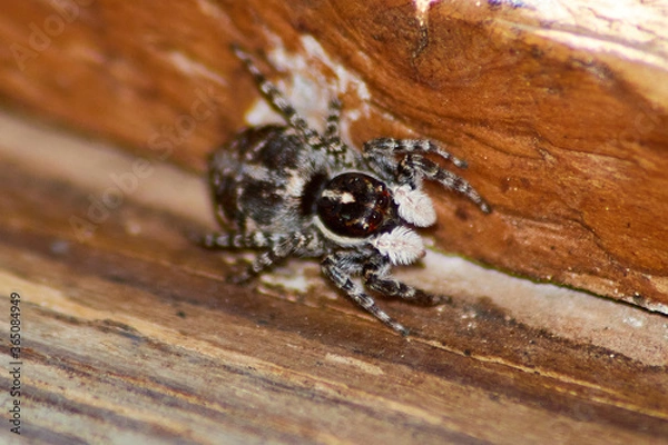 Fototapeta Araña Cazamoscas