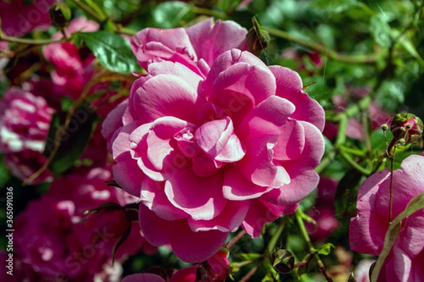 Fototapeta Rose