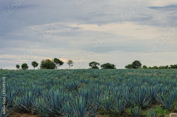 Obraz tequila fields