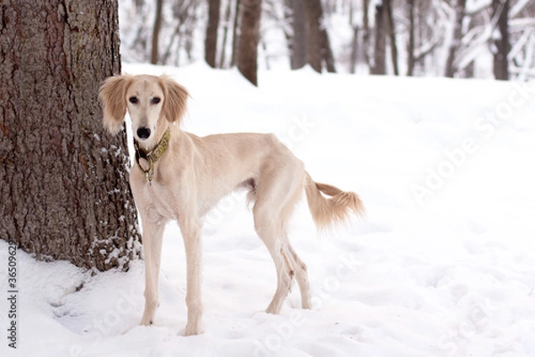 Obraz Saluki pup in snow