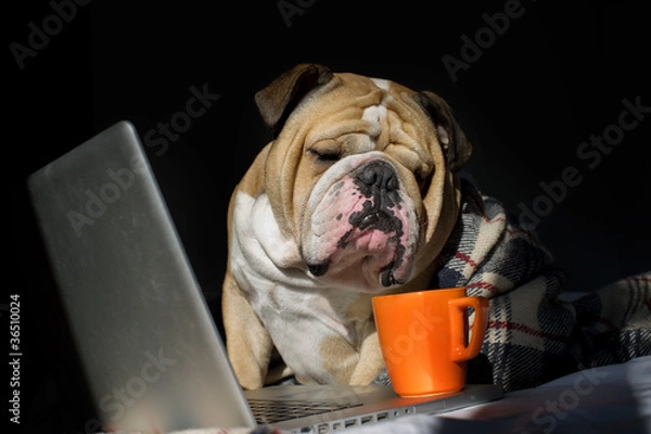 Obraz Sad bulldog sitting in front of computer in a plaid
