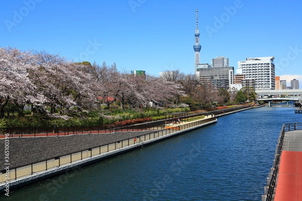 Obraz 横十間川の桜並木とタワー