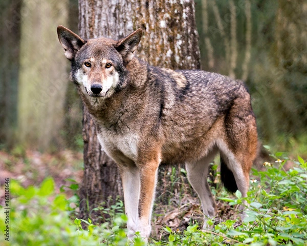 Obraz Wolf stock photos. Image. Picture. Portrait. Red Wolf. Looking at camera. Blur background. Endangered species.