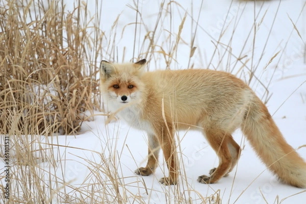 Obraz 北海道のキタキツネ