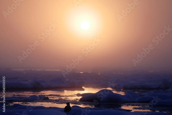 Obraz 流氷とカモメと朝日