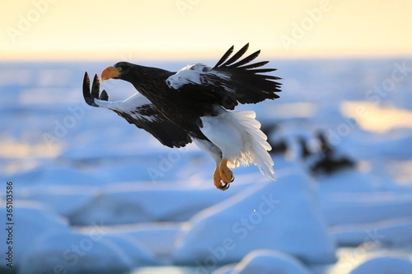 Obraz オオワシと流氷