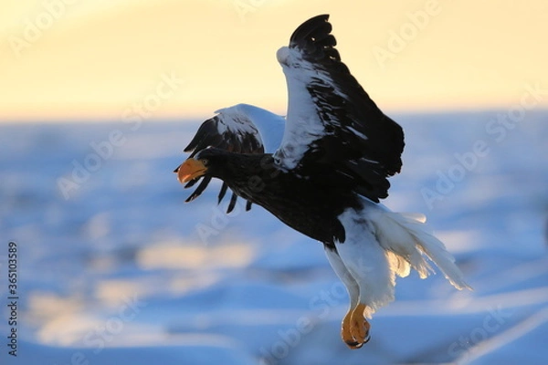 Obraz 北海道のオオワシ