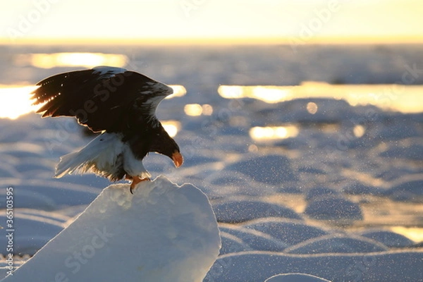 Obraz 流氷上に着地したオオワシ