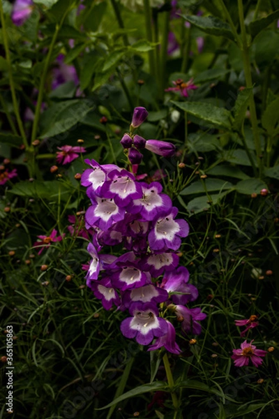 Obraz Flower Power 2