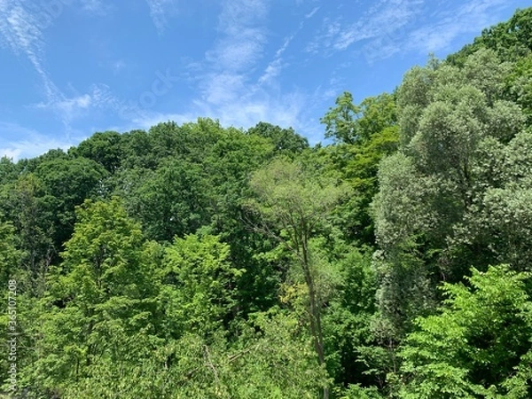 Obraz trees in the forest