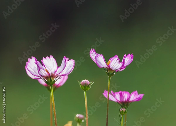 Obraz candy stripe cosmos flower