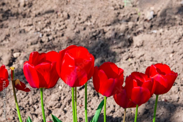 Obraz Close-up beautiful Red Tulip in line.