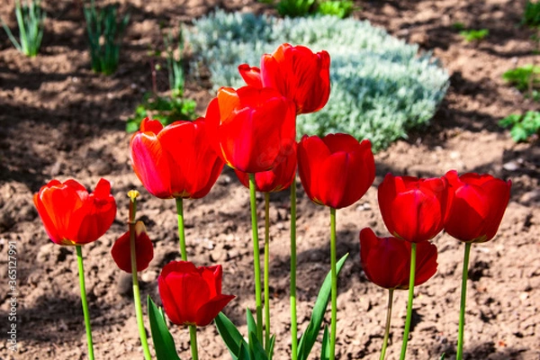 Fototapeta Close-up beautiful Red Tulip with a bush of sesame.