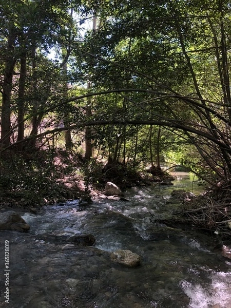 Obraz river in the forest