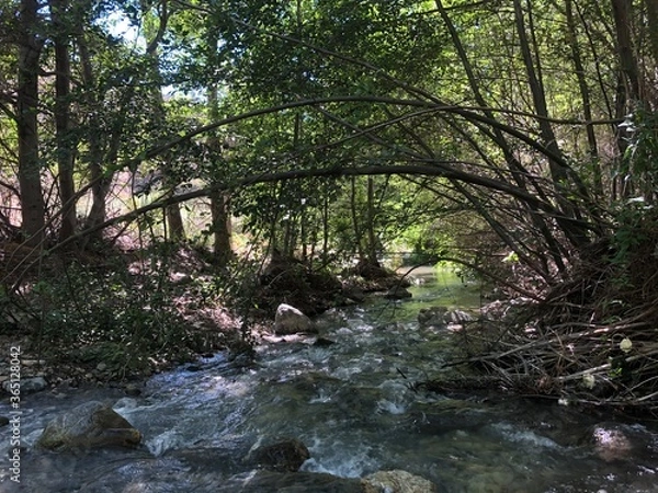 Obraz river in the forest
