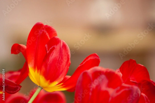 Fototapeta Close-up beautiful Red Tulip with space above.