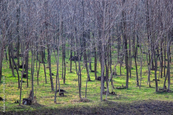 Fototapeta Forest in early spring. Young forest with old tree stems.