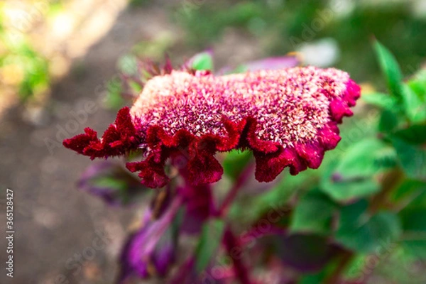 Obraz Red colourful Celosia Flower.