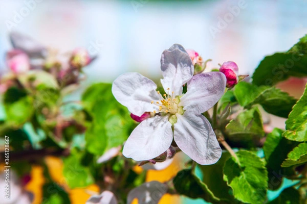 Obraz An apple blossom in the bloor background.