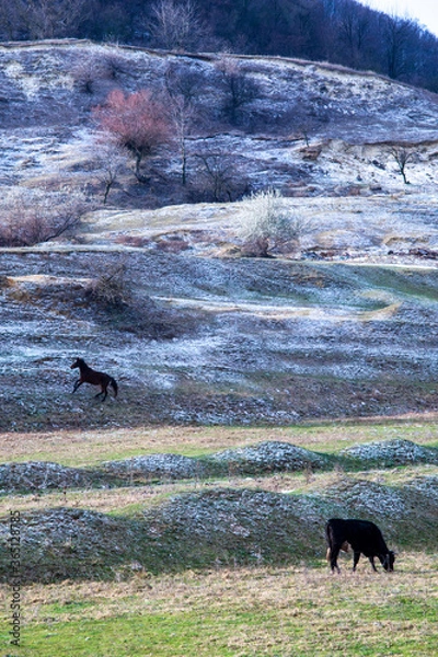 Obraz A horse and a cow graze on the hill. First snow in the Carpathians.