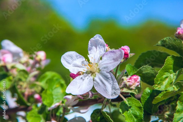 Obraz An apple blossom in the blue sky.