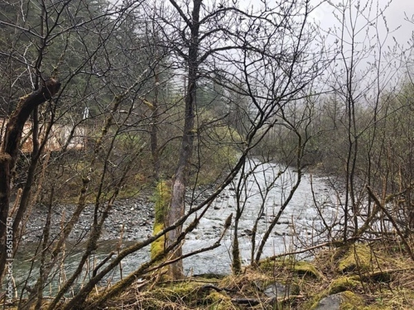Obraz trees in the fog