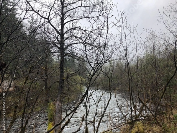 Obraz tree in the fog