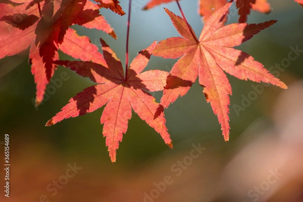 Fototapeta 美しく秋色に染まったもみじの葉