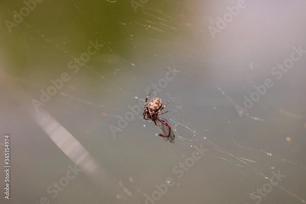 Fototapeta Spinne im Netz von der Sonne bestrahlt mit Beust