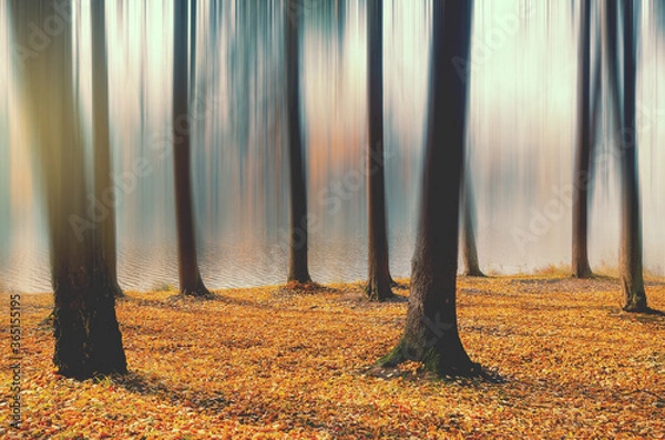 Fototapeta autumn in the forest