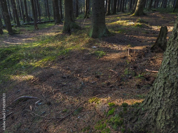 Obraz spruce trees in the forest at sunset
