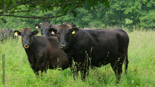 Obraz 和牛の放牧