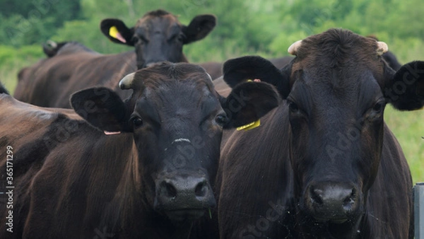 Obraz 和牛の放牧