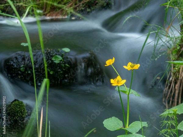 Fototapeta This is a long exposure photo to a gorge beck in the Finnish Lapland. A kingcup flower in the front.