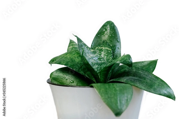 Obraz Fresh watering flower head is on white background. Closeup of wet houseplant with copy space.